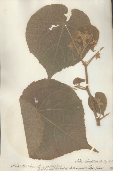 Sida abutilon CLF020937