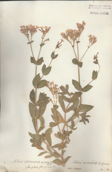Silene armeria CLF018465