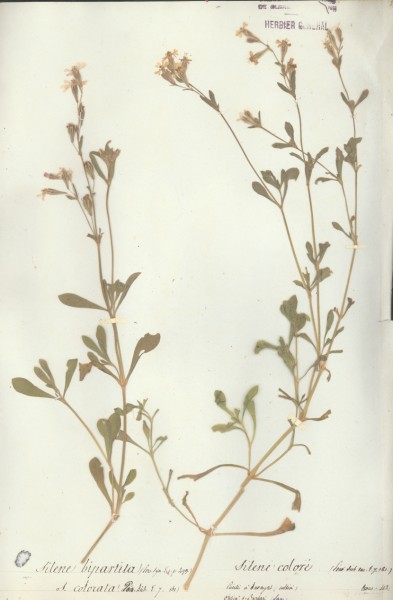 Silene bipartita CLF018926