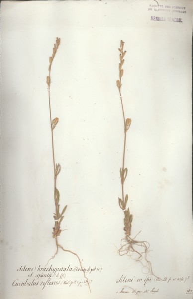 Silene brachypetala CLF018758