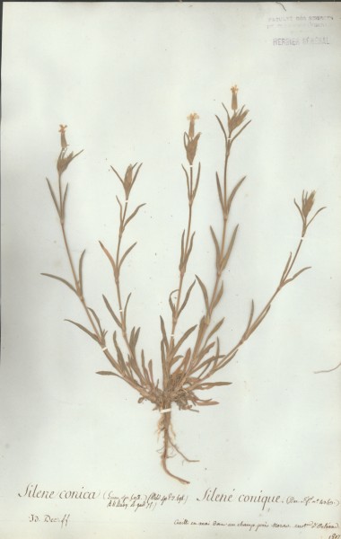 Silene conica CLF018530