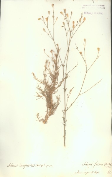 Silene inaperta CLF018683