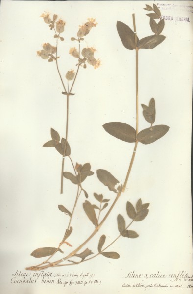 Silene inflata CLF018581