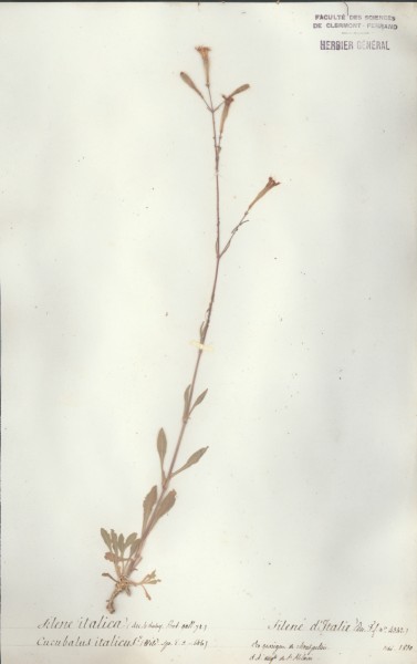 Silene italica CLF018696