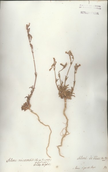 Silene nicaensis CLF018739