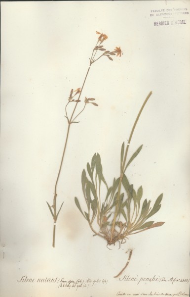 Silene nutans CLF018779