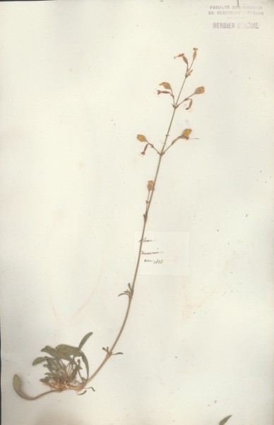 Silene nutans CLF018780