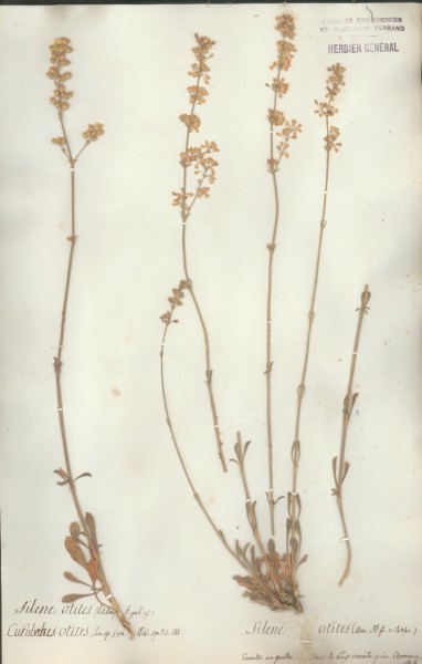 Silene otites CLF018802