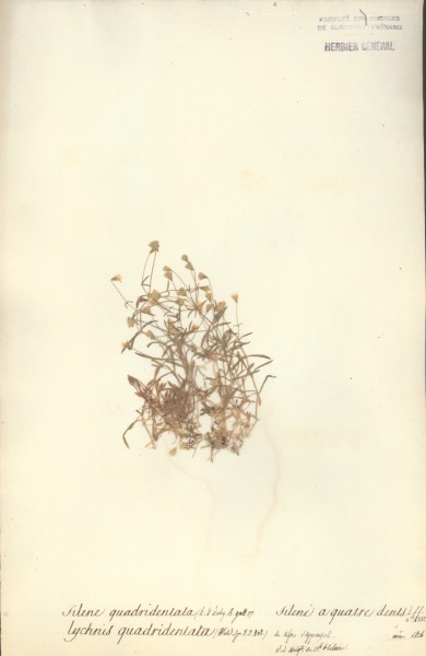 Silene quadridentata CLF019063