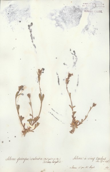 Silene quinque vulnera CLF018644