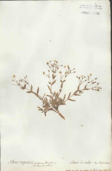 Silene rupestris CLF018857