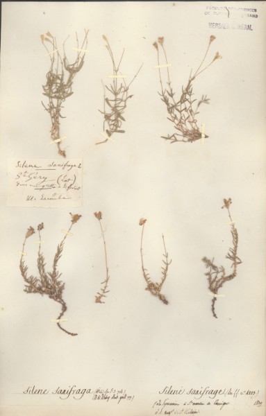 Silene saxifraga CLF018868 CLF018869