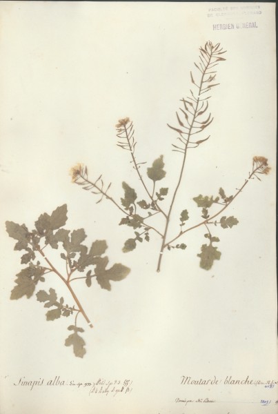 Sinapis alba CLF014458