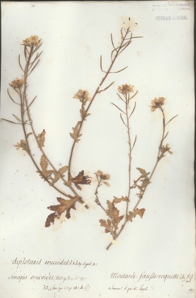 Sinapis erucoides CLF014545