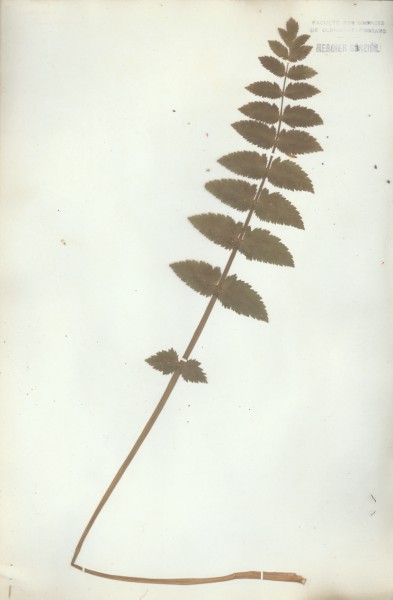 Sium angustifolium  CLF040599