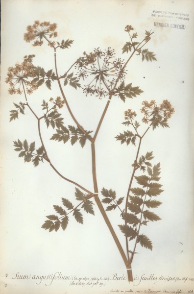 Sium angustifolium CLF040599