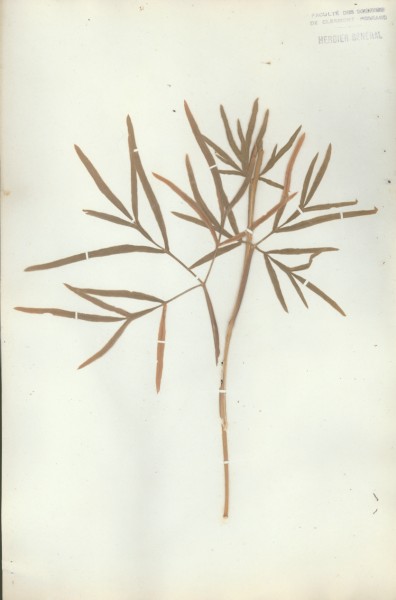 Sium falcaria  CLF040584