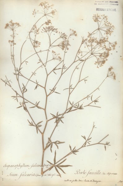 Sium falcaria CLF040584
