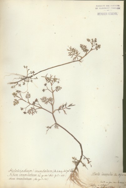 Sium inundatum CLF038961