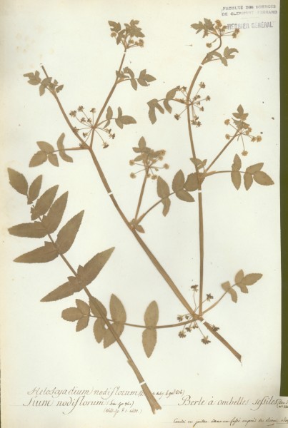 Sium nodiflorum CLF016919