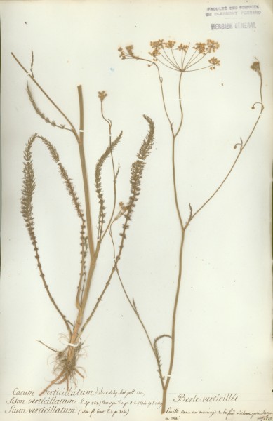 Sium verticillatum CLF040498