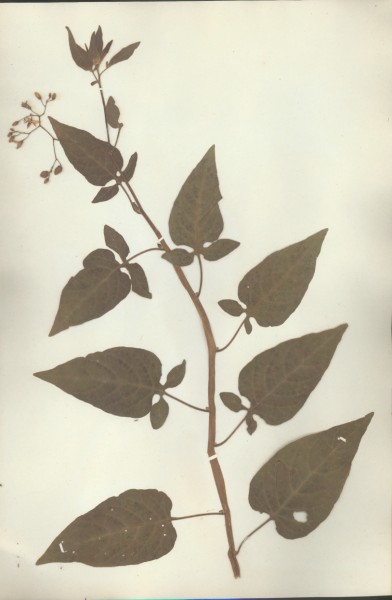 Solanum dulcamara  CLF065573