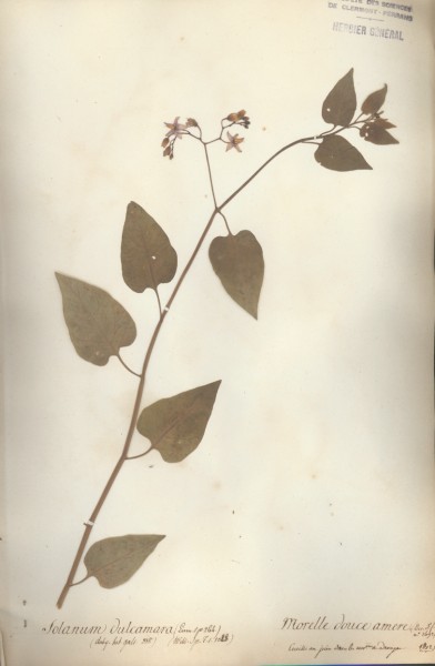 Solanum dulcamara CLF065573