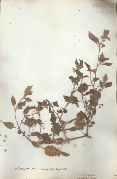 Solanum miniatum CLF065622