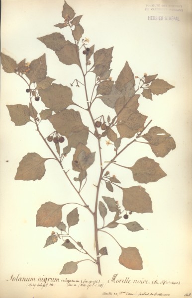 Solanum nigrum CLF065610