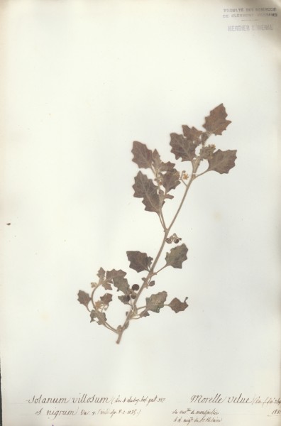 Solanum villosum CLF065592