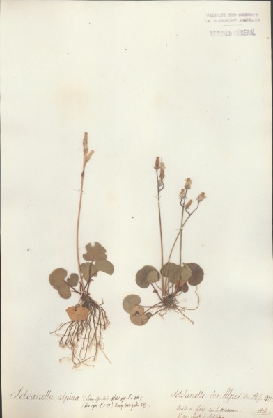 Soldanella alpina