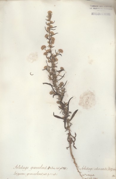 Solidago graveolens CLF046470