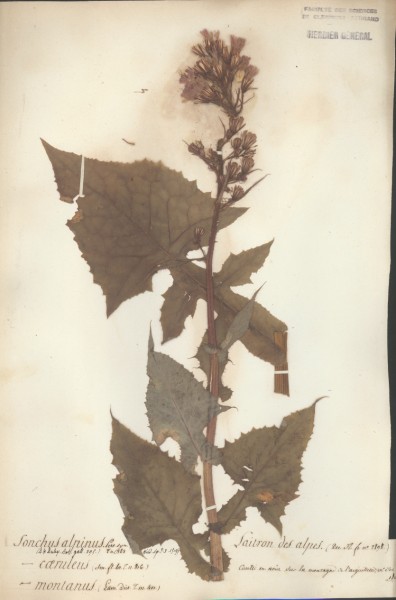 Sonchus alpinus CLF052759