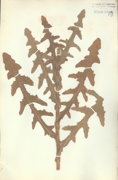 Sonchus arvensis  CLF052684