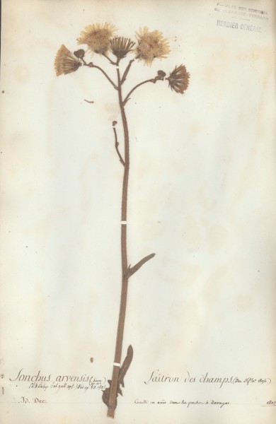 Sonchus arvensis CLF052684