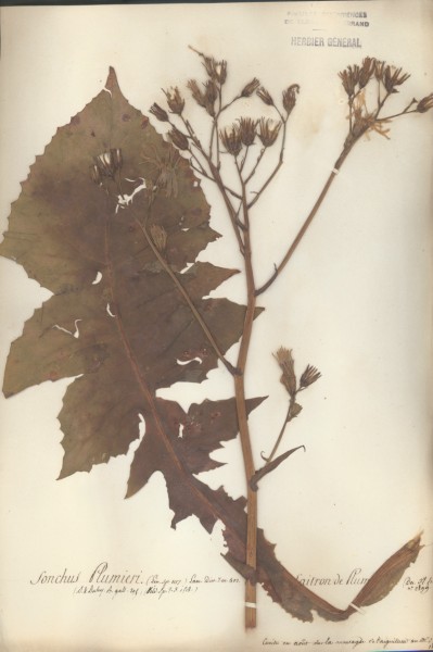 Sonchus plumieri CLF052787