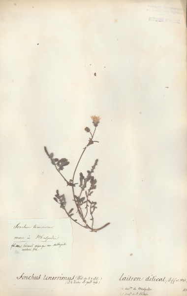 Sonchus tenerrimus CLF052715