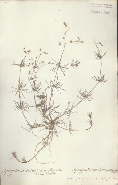 Spergula arvensis CLF020021
