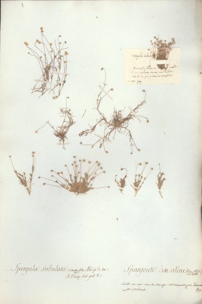 Spergula subulata CLF020002 CLF020003