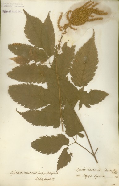 Spiraea aruncus CLF033180