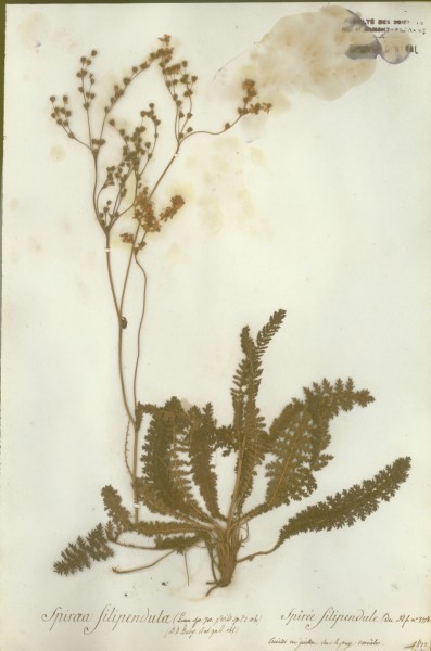 Spiraea filipendula CLF033196