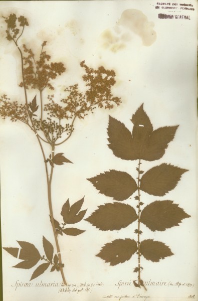Spiraea ulmaria CLF033229