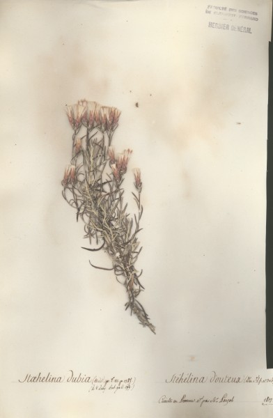 Stachelina dubia CLF050081