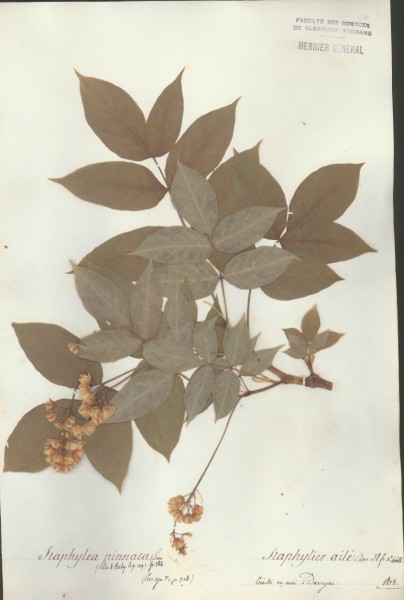 Staphylea pinnata CLF023941