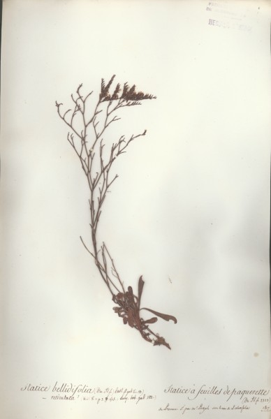 Statice bellidifolia CLF053572