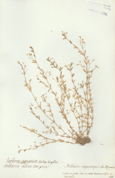 Stellaria alsine CLF019568