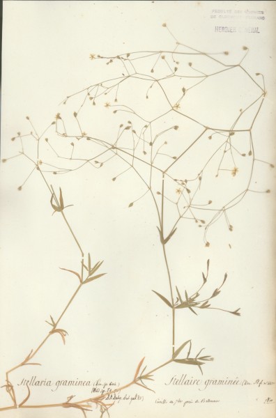 Stellaria graminea CLF019494