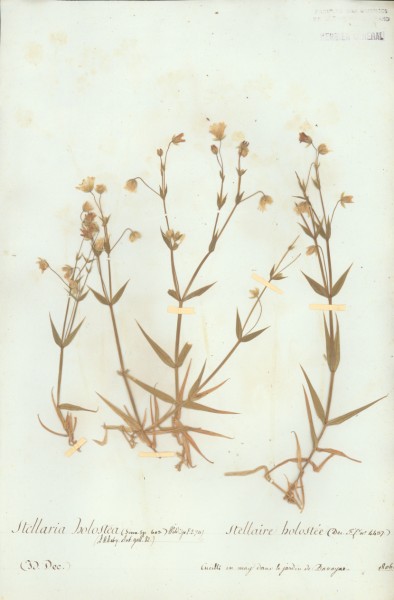 Stellaria holostea CLF019509