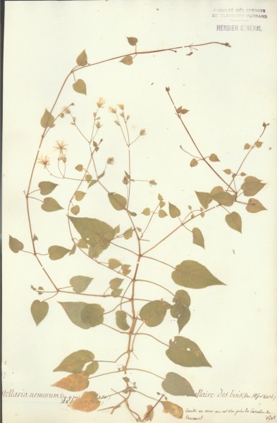 Stellaria nemorum CLF019554