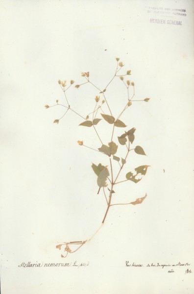 Stellaria nemorum CLF019555